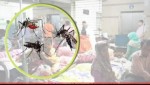 ডেঙ্গু আক্রান্ত হচ্ছে দিনে ২০০
