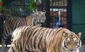 দীর্ঘ বন্ধের পর জাতীয় চিড়িয়াখানা খুলছে আজ
