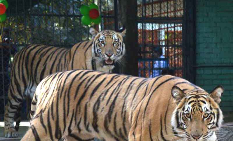 দীর্ঘ বন্ধের পর জাতীয় চিড়িয়াখানা খুলছে আজ
