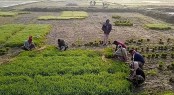 কুড়িগ্রামে দেশের সর্বনিম্ন তাপমাত্রা
