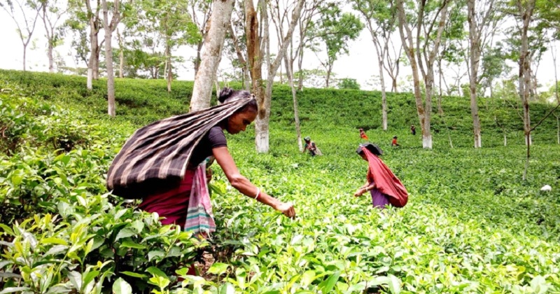জাতীয় চা দিবস আজ