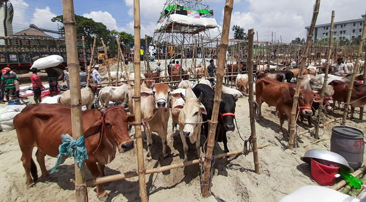 গাবতলীতে প্রস্তুত হচ্ছে পশুর হাট
