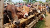 চাহিদার চেয়ে বেশি আছে কোরবানির পশু
