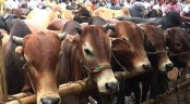 এবার ৯৯ লাখ ৫১ হাজার পশু কুরবানি হয়েছে
