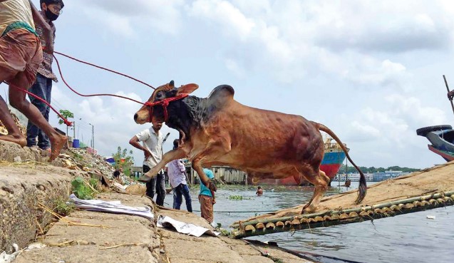 কোরবানি ঘিরে চাঙা অর্থনীতি
