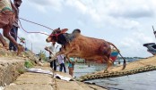 কোরবানি ঘিরে চাঙা অর্থনীতি
