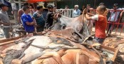 চামড়ার নতুন দাম নির্ধারণ
