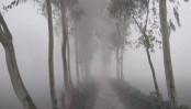 ঘন কুয়াশা, ফের তাপমাত্রা নিয়ে দুঃসংবাদ
